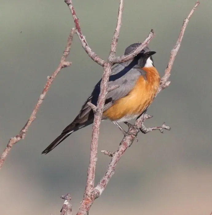 File:Irania gutturalis 202738710.jpg