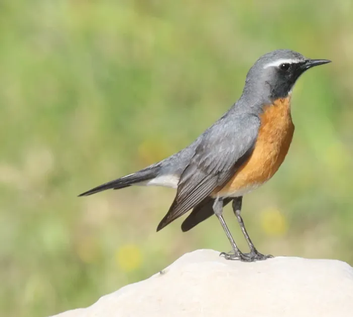 File:Irania gutturalis 202739500.jpg