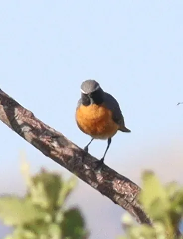 File:Irania gutturalis 202739485.jpg