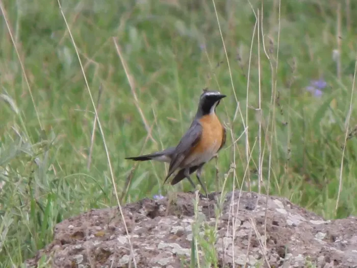 File:Irania gutturalis 2120673.jpg