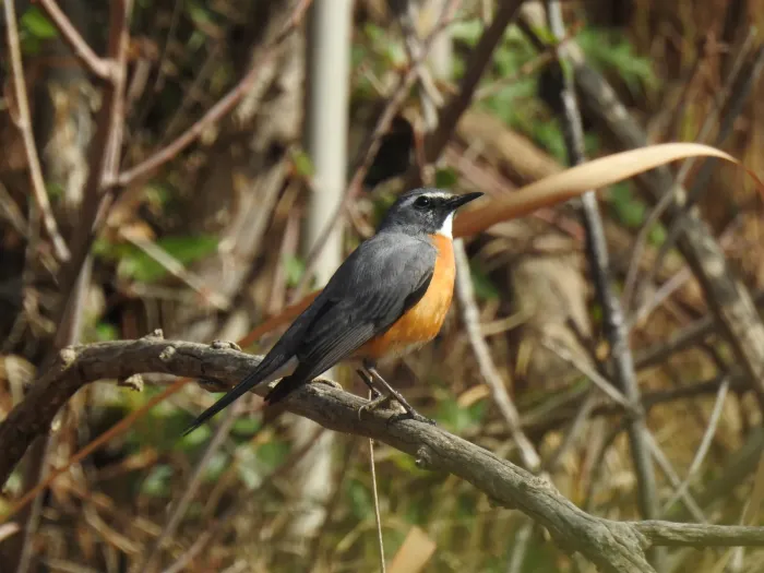 File:Irania gutturalis 222955391.jpg