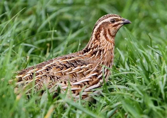 File:Coturnix coturnix, Fraunberg, Bayern, Deutschland 2, Ausschnitt.jpg