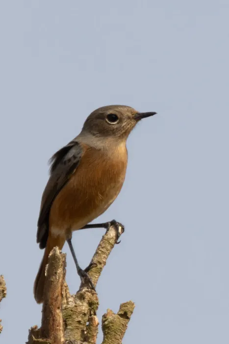 File:Phoenicurus moussieri 239292538.jpg