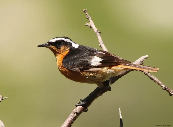 File:Phoenicurus moussieri 200040422.jpg