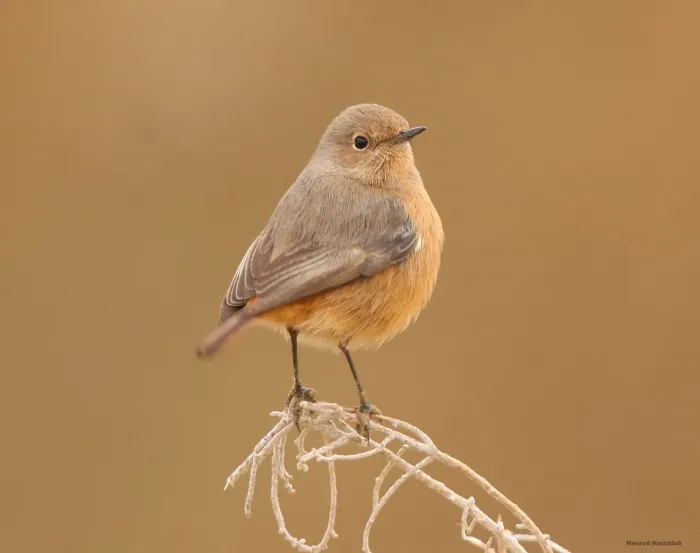 File:Phoenicurus moussieri 198655586.jpg