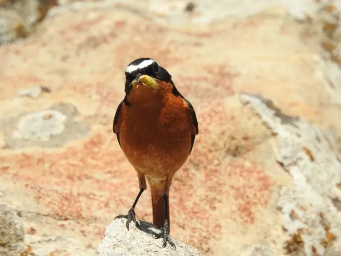 File:Phoenicurus moussieri 64326505.jpg