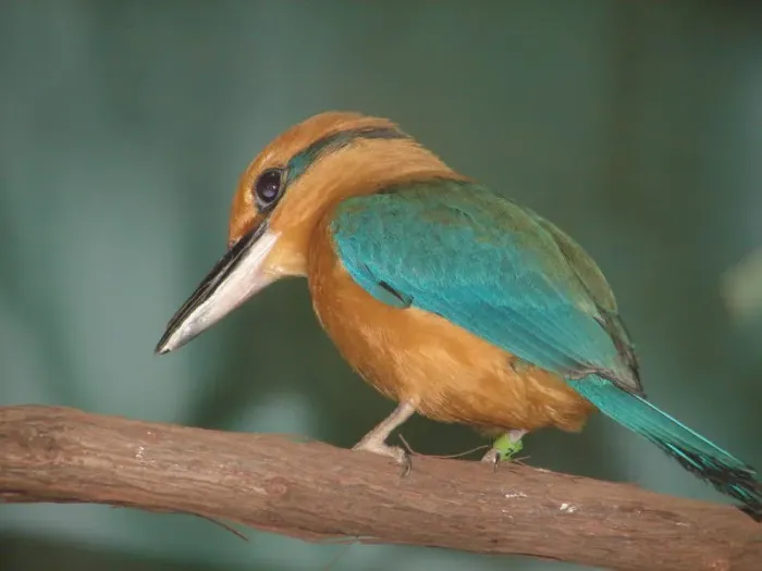 File:Todiramphus cinnamominus DT -US New York Zoo- 0607 (2) (20308670664).jpg