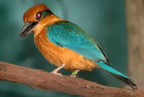 File:Todiramphus cinnamominus DT -US New York Zoo- 0607 (3) (20931244315).jpg