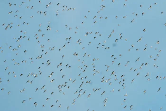 File:Small pratincole (Glareola lactea)- large flock.jpg