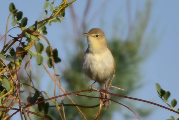 File:Iduna rama 208421953.jpg