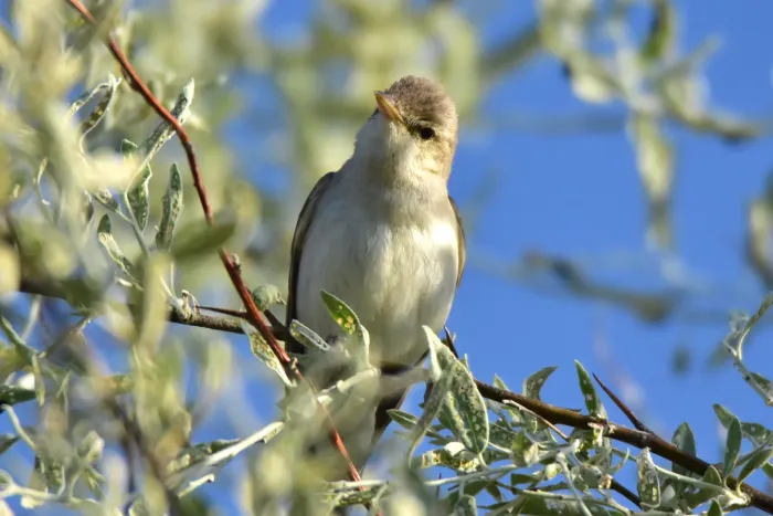 File:Iduna rama 208421996.jpg