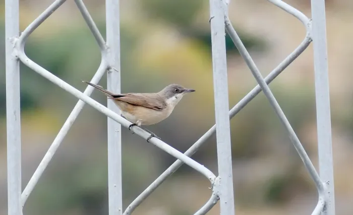 File:Western Orphean Warbler (Curruca hortensis) (52613237933).jpg