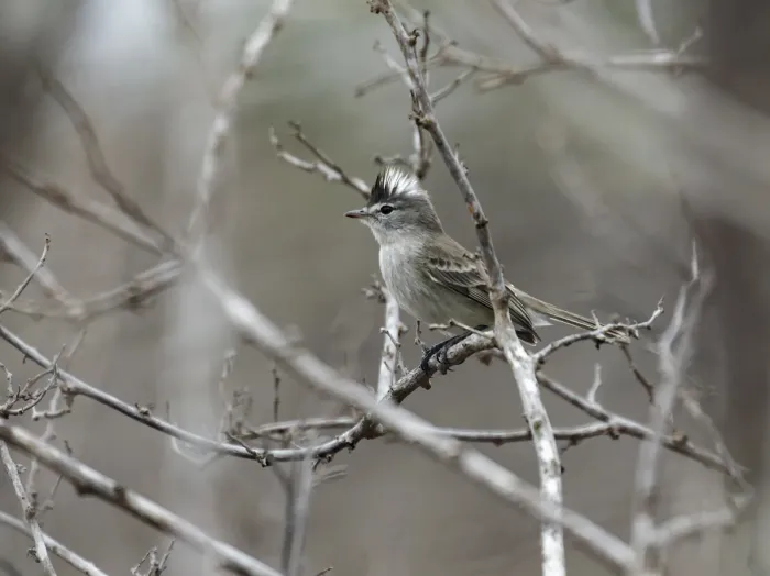 File:Pseudelaenia leucospodia - Gray-and-white Tyrannulet.jpg