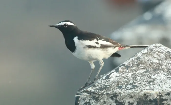File:White-browed wagtail or large pied wagtail (Motacilla maderaspatensis),.jpg