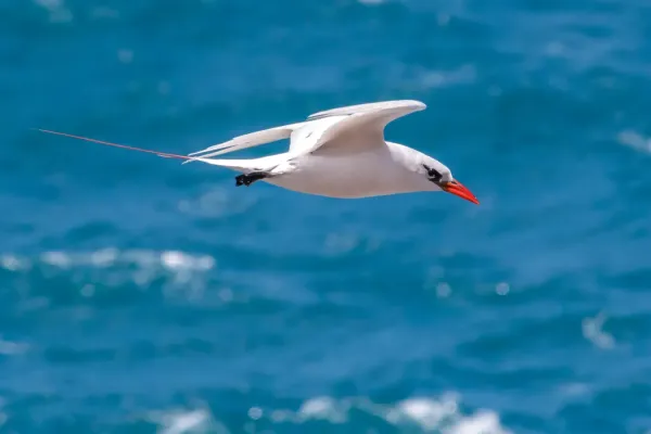 File:Phaethon rubricauda 5466873.jpg