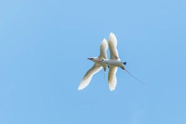 File:Phaethon rubricauda 5466858.jpg