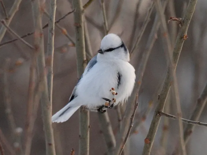 File:Cyanistes cyanus 118981763.jpg