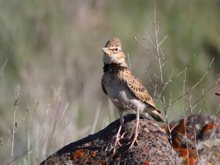 File:Melanocorypha bimaculata 81213505.jpg