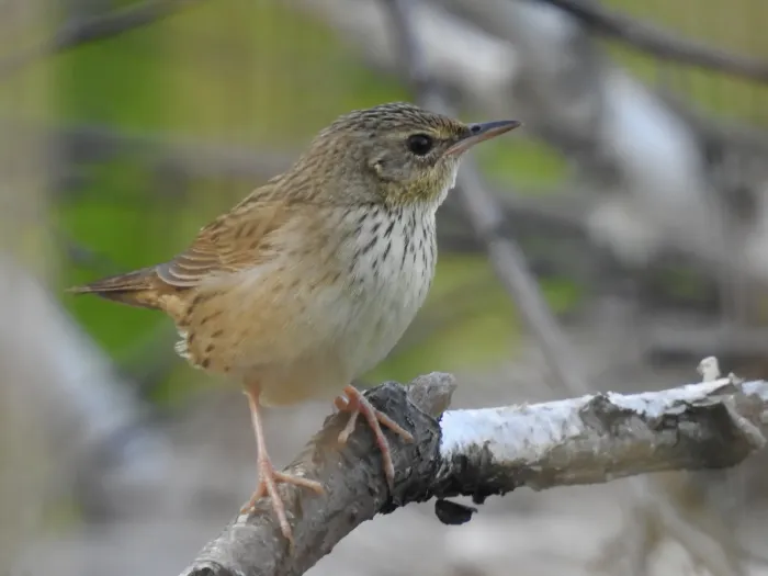 File:Locustella lanceolata 216747576.jpg