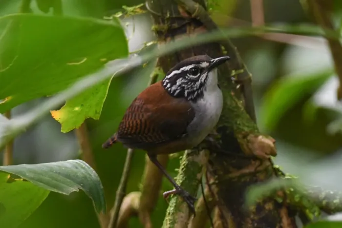 File:Henicorhina leucosticta 199865887.jpg