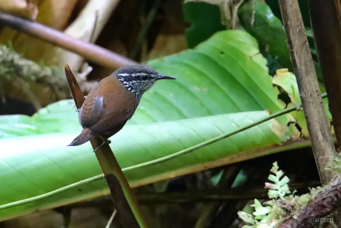 File:Henicorhina leucosticta 100868645.jpg