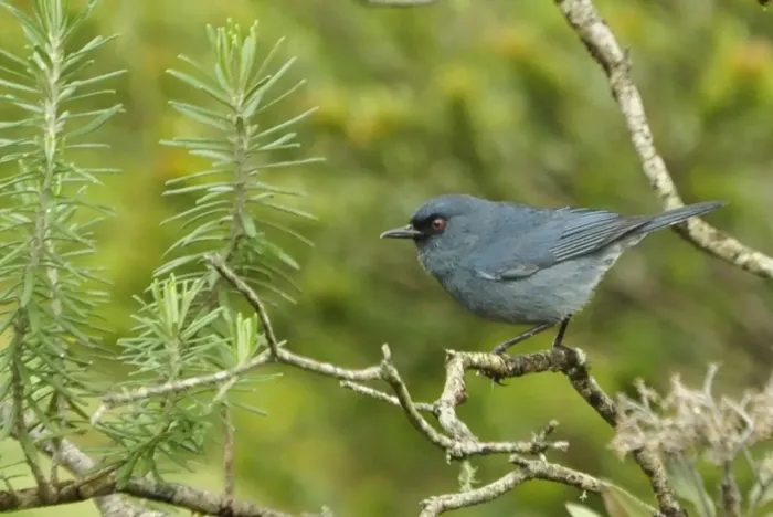 File:Diglossa caerulescens 28748019.jpg