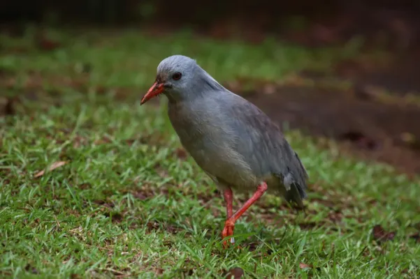 File:Rhynochetos jubatus 33484568.jpg