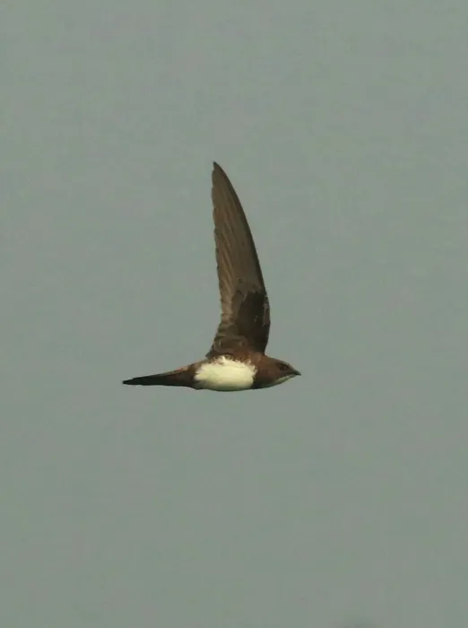 File:Alpine swift (Tachymarptis melba).jpg