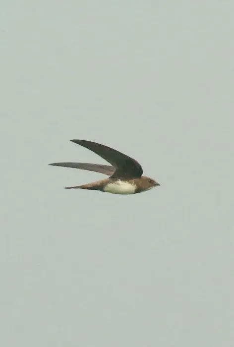 File:Alpine swift (Tachymarptis melba) flight.jpg