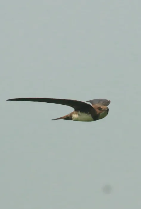 File:Alpine swift (Tachymarptis melba), flight.jpg