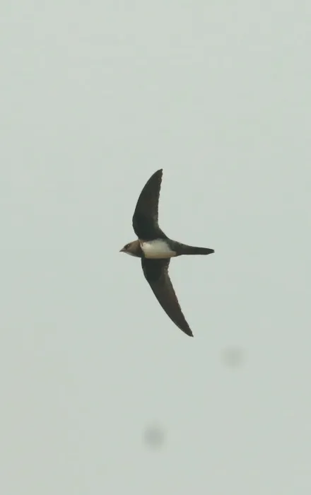 File:Alpine swift (Tachymarptis melba)-flight.jpg