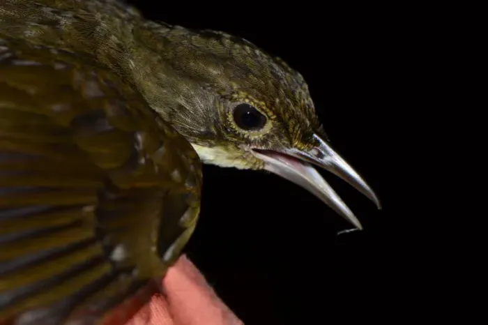 File:Automolus infuscatus DT-Q Juwa- (3) (20660201930).jpg