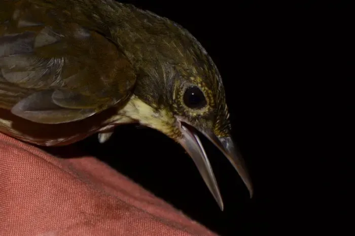 File:Automolus infuscatus DT-Q Juwa- (4) (20227267663).jpg