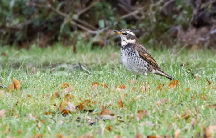 File:Dusky Thrush (Turdus eunomus) Berlin 2023 on meadow.jpeg