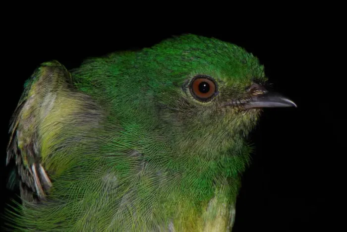 File:Lepidothrix coronata hembra DT -K BP Pañacocha- (2) (20670522540).jpg