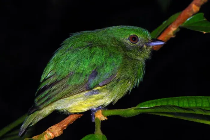 File:Lepidothrix coronata hembra DT -K BP Pañacocha- (9) (20670578248).jpg