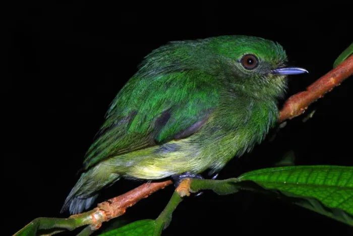 File:Lepidothrix coronata hembra DT -K BP Pañacocha- (8) (20235969324).jpg