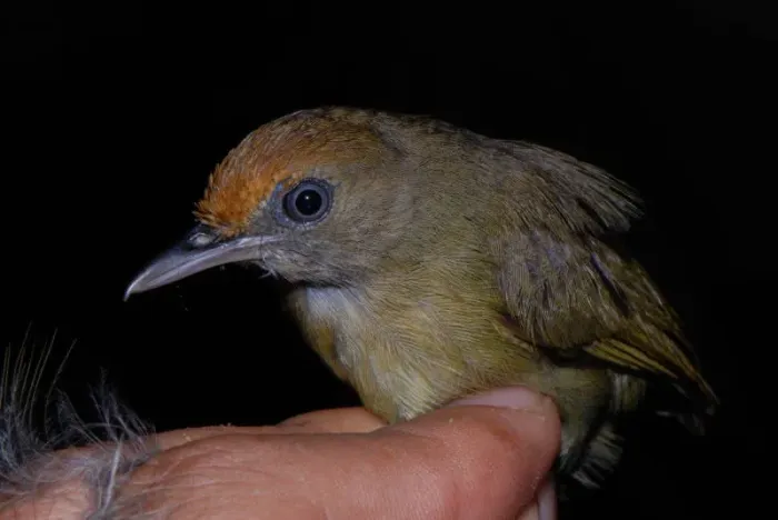 File:Thamnophilus schistaceus hembra DT -K Pañacocha- (8) (20743229500).jpg