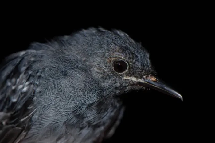 File:Thamnophilus schistaceus macho DT -K Pañacocha- (2) (20744484809).jpg