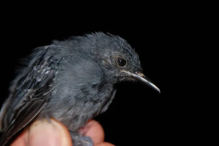 File:Thamnophilus schistaceus macho DT -K Pañacocha- (3) (20743228660).jpg