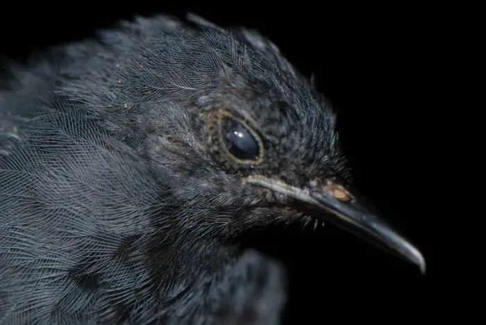 File:Thamnophilus schistaceus macho DT -K Pañacocha- (4) (20921546552).jpg