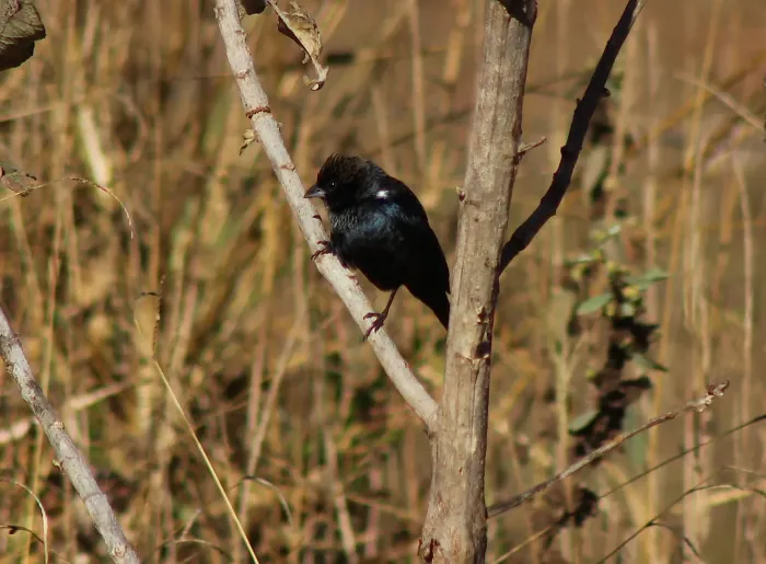 File:Blue Black Grassquit or Tiziu - (Volatinia jacarina) (20182976610).jpg