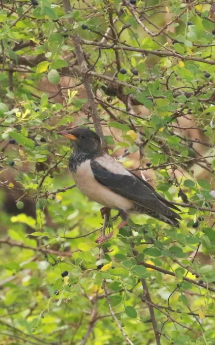 File:Rosy starling (Pastor roseus)image.jpg