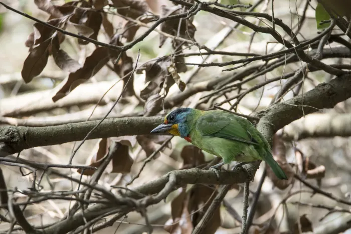 File:Psilopogon nuchalis at Dagang Mountain, Kaohsiung 2023-02-10.jpg