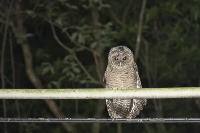 File:Strix leptogrammica caligata at Renai, Nantou 2020-07-21.jpg