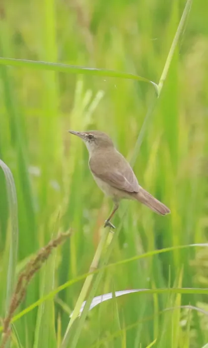 File:Blyth's reed warbler (Acrocephalus dumetorum),.jpg