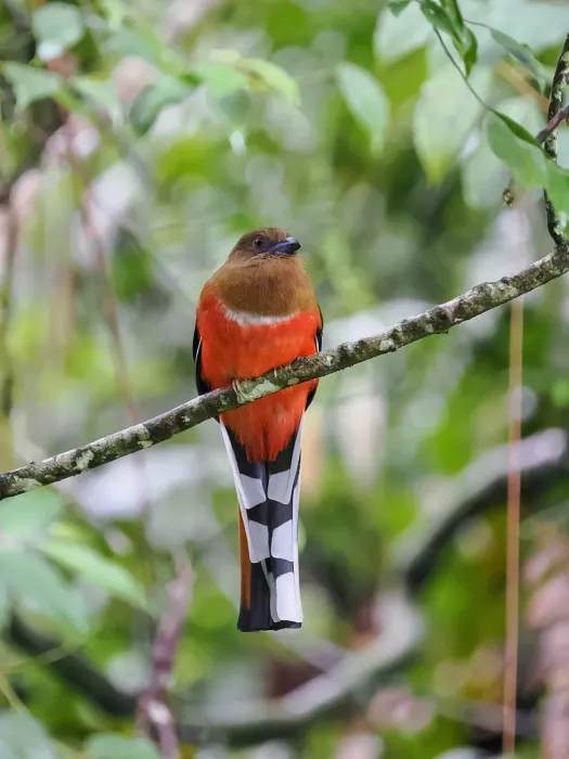 File:Harpactes erythrocephalus 242493735.jpg