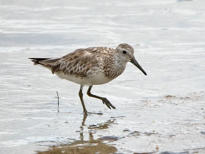 File:Calidris tenuirostris 110734279.jpg