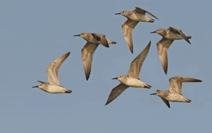 File:Calidris tenuirostris 105140695.jpg