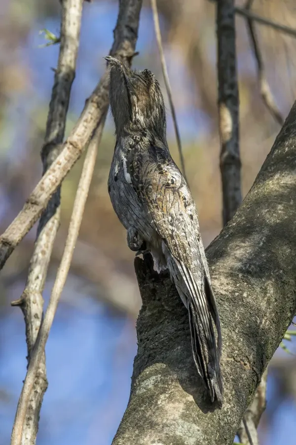 File:Northern potoo (Nyctibius jamaicensis mexicanus) roosting Los Tarrales.jpg